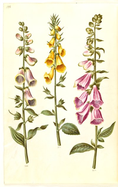 Digitalis purpurea (vanlig fingerborgshandske); Digitalis grandiflora (storblommig fingerborgsbo) av Hans Simon Holtzbecker