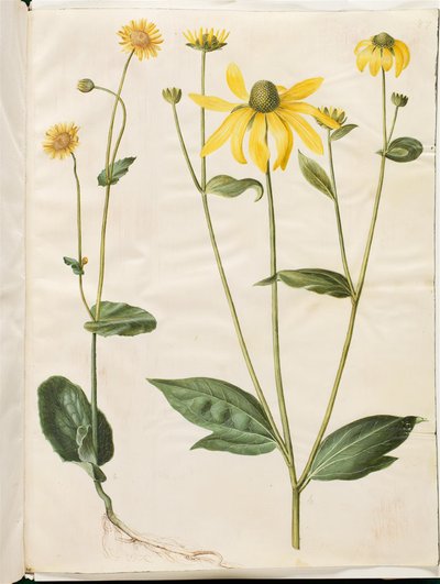 Doronicum pardalianches (hjertebladet gemserod); Rudbeckia laciniata (fliget solhat) av Hans Simon Holtzbecker