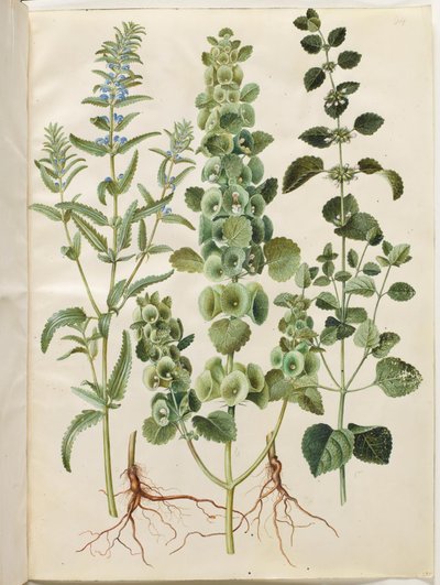 Dracocephalum moldavica (moldavisk dragehoved); Moluccella spinosa (tornet tragtbæger); Melissa officinalis (citron-melisse) av Hans Simon Holtzbecker