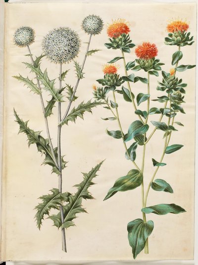 Echinops sphaerocephalus (almindelig tidselkugle); Färgning av safflor (gul saflortidsel) av Hans Simon Holtzbecker