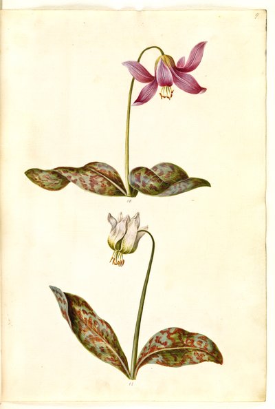 Erythronium dens-canis (äkta hundtand) av Hans Simon Holtzbecker