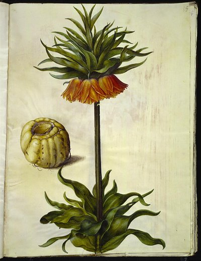 Fritillaria imperialis (kronkejsare) av Hans Simon Holtzbecker