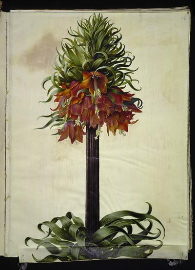 Fritillaria imperialis (kronkejsare) av Hans Simon Holtzbecker