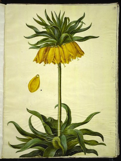 Fritillaria imperialis (kronkejsare) av Hans Simon Holtzbecker