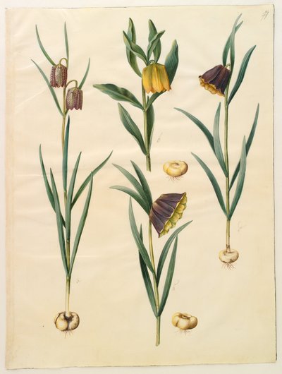 Fritillaria meleagris; Fritullaria lutea eller Fritullaria latifolia var lutea; Fritillaria pyrenaica av Hans Simon Holtzbecker