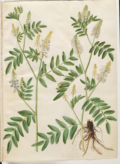 Galega officinalis (läkarens pod) av Hans Simon Holtzbecker
