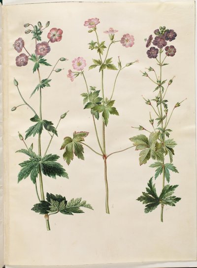 Geranium phaeum (vågkrönt storknäbb); Geranium versicolor (nätstorknäbb) av Hans Simon Holtzbecker