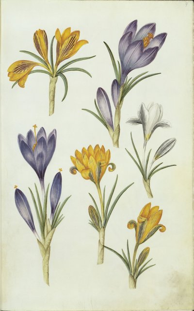 German: Krokusse av Hans Simon Holtzbecker