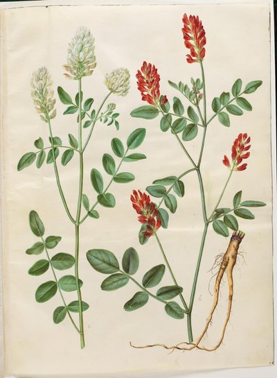 Hedysarum coronarium (rödklöver) av Hans Simon Holtzbecker