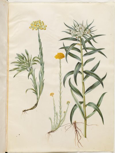 Helichrysum orientale (buske evig); Helichrysum Stoechas (stinkande evig blomma); Anaphalis margaritacea (vanlig pärlkorg) av Hans Simon Holtzbecker