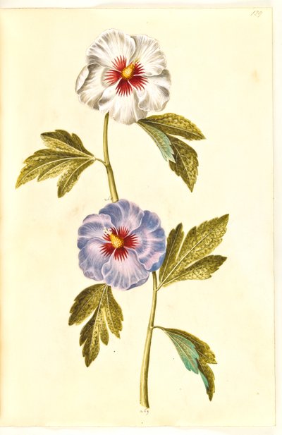 Hibiscus syriacus (syrisk ros) av Hans Simon Holtzbecker