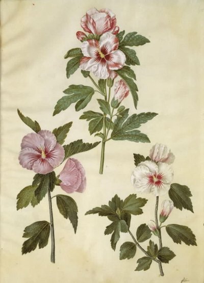 Hibiscus syriacus (syrisk ros) av Hans Simon Holtzbecker