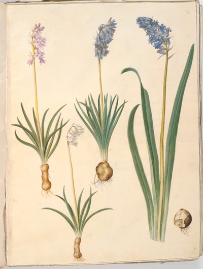 Hyacinthoides non-scripta (vanlig klockblomma); Hyacinthoides hispanica (spansk klockblomma) av Hans Simon Holtzbecker