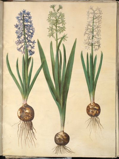 Orientalisk hyacint (Almindelig hyacint) av Hans Simon Holtzbecker