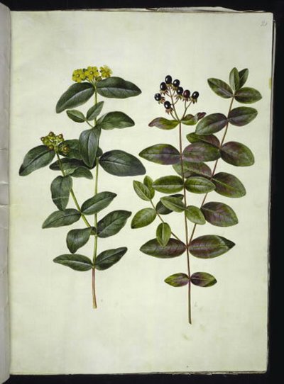 Hypericum androsaemum (Johannesört av bär) av Hans Simon Holtzbecker