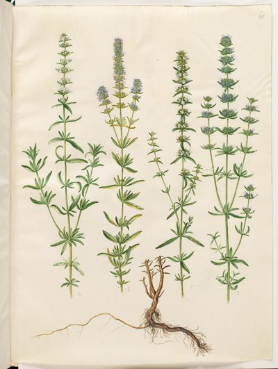 Hyssopus officinalis (äkta isop) av Hans Simon Holtzbecker