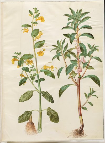 Impatiens noli-tangere (vårbalsam); Impatiens balsamina (har balsam) av Hans Simon Holtzbecker