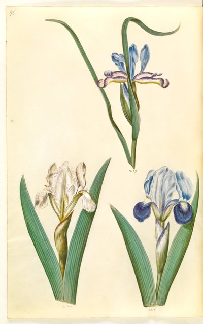 Iris graminea (gräsbladig iris); Iris lutescens eller Iris pumila (?) (dvärg iris eller låg iris) av Hans Simon Holtzbecker