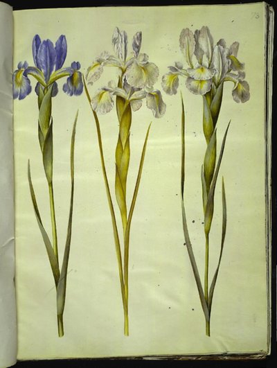 Iris latifolia (engelsk iris) av Hans Simon Holtzbecker