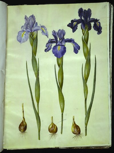 Iris latifolia (engelsk iris) av Hans Simon Holtzbecker
