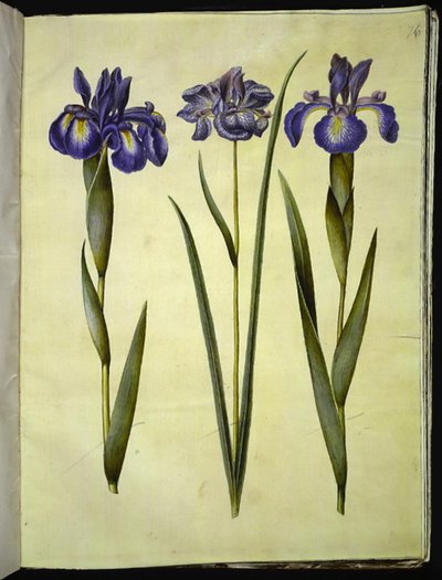 Iris latifolia (engelsk iris); Iris sibirica (sibirisk iris) av Hans Simon Holtzbecker