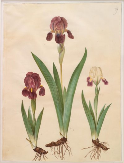 Iris ×lurida (iris-hybrid) av Hans Simon Holtzbecker