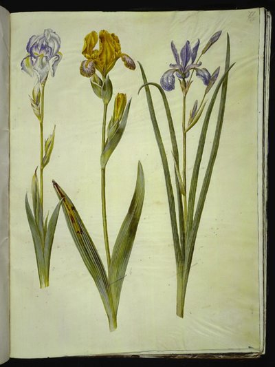 Blek iris (bleg iris); Broget iris (broget iris); Sibirisk iris av Hans Simon Holtzbecker