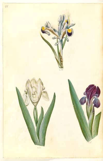 Iris persica (persisk iris); Iris lutescens eller Iris pumila (?) (dvärg iris eller låg iris) av Hans Simon Holtzbecker