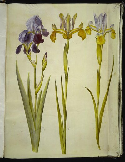 Iris ×sambucina (hylla iris); Iris latifolia (engelsk iris) av Hans Simon Holtzbecker