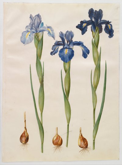 Iris xiphioides av Hans Simon Holtzbecker