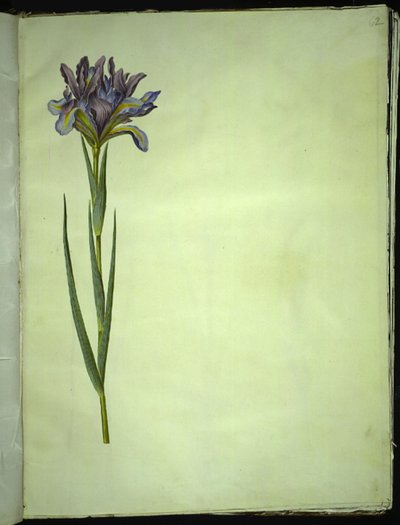 Iris xiphium (spansk iris) av Hans Simon Holtzbecker