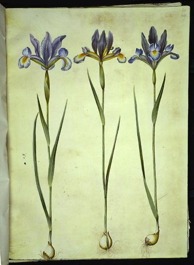 Iris xiphium (spansk iris) av Hans Simon Holtzbecker