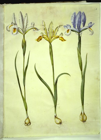Iris xiphium (spansk iris) eller Iris latifolia (engelsk iris); Iris xiphium (spansk iris) av Hans Simon Holtzbecker