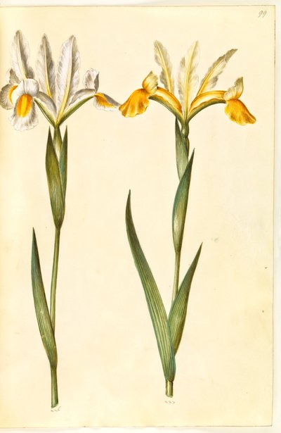 Iris xiphium, ev Iris latifolia (?) (spansk iris eller engelsk iris) av Hans Simon Holtzbecker