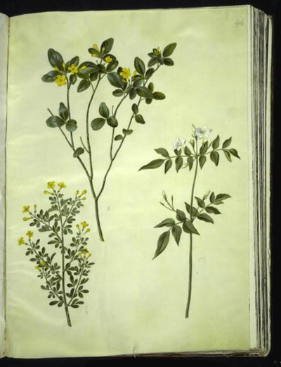 Jasminum odoratissimus (stue-jasmin); Jasminbuske (busk-jasmin); Jasminum grandiflorum (duft-jasmin) av Hans Simon Holtzbecker