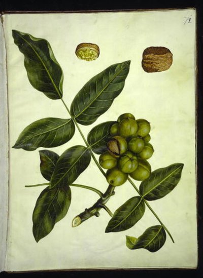 Juglans regia (vanlig valnöt) av Hans Simon Holtzbecker