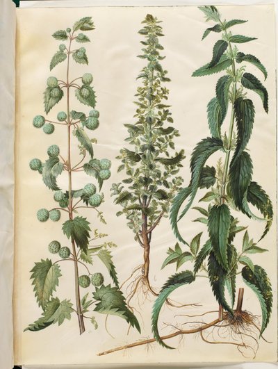 Kksgb2950/65 Brännässla (Romersk neelde); Brännnässla (liden nelde); Brännässla (stor nelde) av Hans Simon Holtzbecker