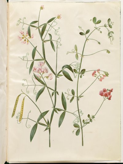 Lathyrus sylvestris (skogsplatta); Lathyrus tuberosus (platta knölskida) av Hans Simon Holtzbecker