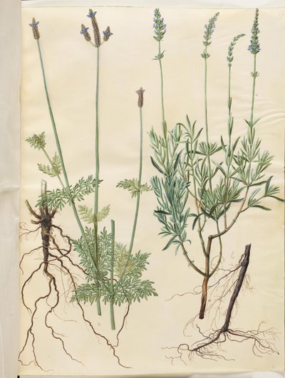 Lavandula multifida (spik lavendel); Lavandula angustifolia (äkta lavendel) av Hans Simon Holtzbecker
