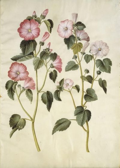 Lavatera trimestris (mamelukmask) av Hans Simon Holtzbecker