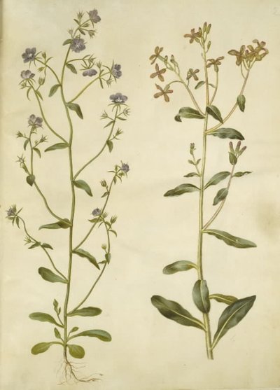 Legousia Venus-spegel (ægte venuspejl); ledsen hesperis (natviol) av Hans Simon Holtzbecker