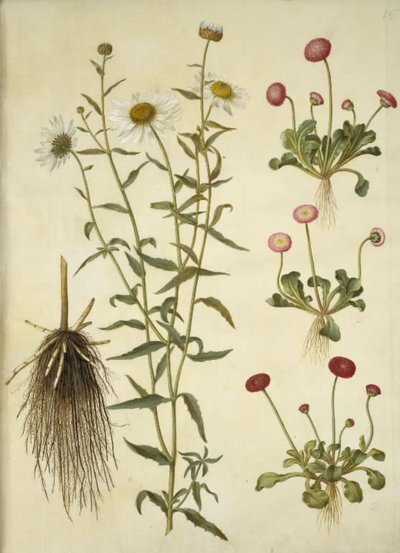 Leucanthemum vulgare (vit tjuröga); Bellis perennis (vanlig tusensköna) av Hans Simon Holtzbecker