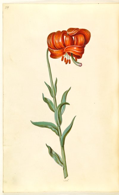 Kalcedonlilja (röd turbanlilje) av Hans Simon Holtzbecker