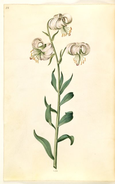 Lilium martagon (kranslilja) av Hans Simon Holtzbecker