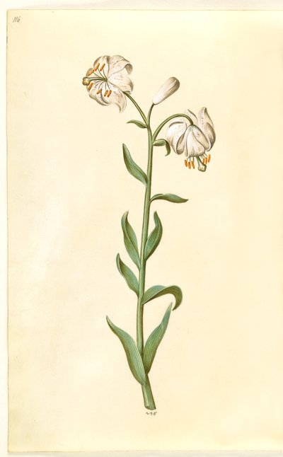Lilium martagon (kranslilja) av Hans Simon Holtzbecker