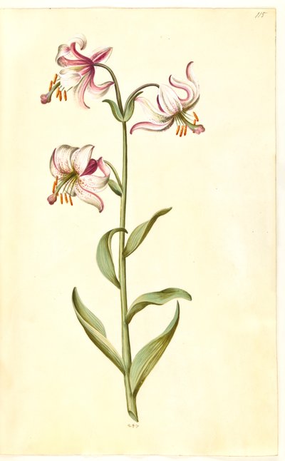 Lilium martagon (kranslilja) av Hans Simon Holtzbecker