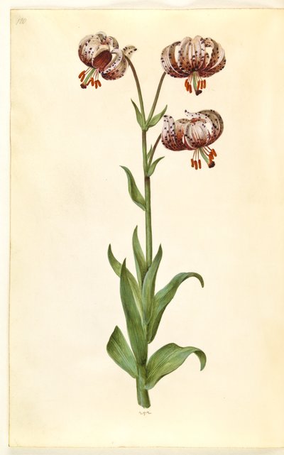 Lilium martagon (kranslilja) av Hans Simon Holtzbecker