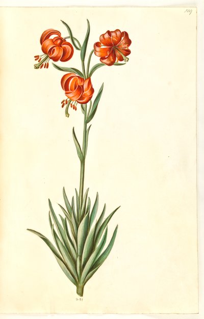 Pompon lily (pompon-lilje) av Hans Simon Holtzbecker