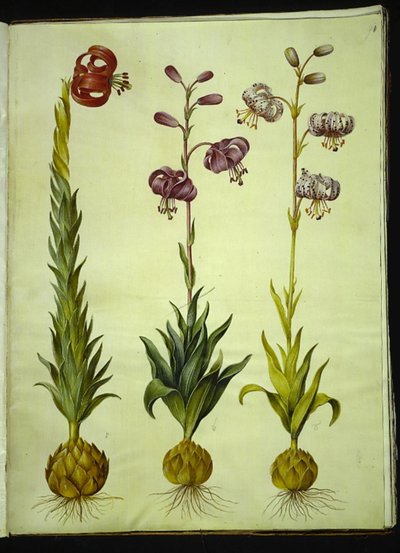 Lily pomponium (pompon-lilje); Martagon lily (krans-lilje) av Hans Simon Holtzbecker