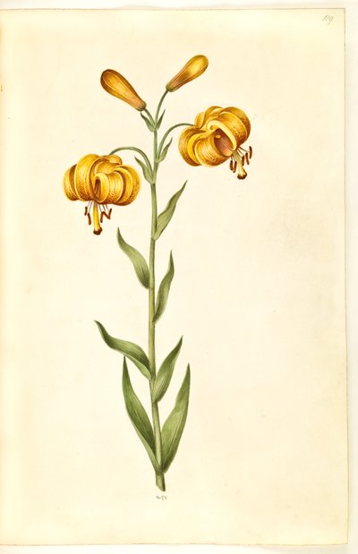 Lilium pyrenaicum (pyrenisk lilja) av Hans Simon Holtzbecker